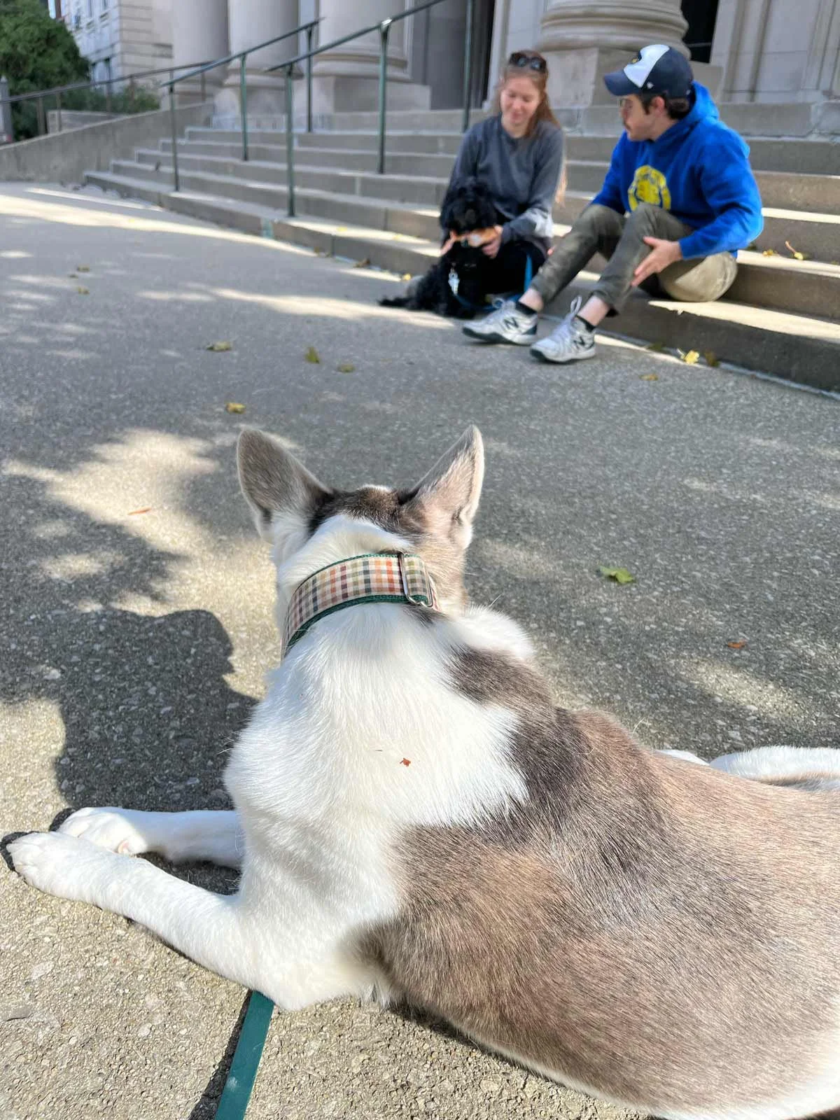 Dog settling calmly at home after training in a Lakeview apartment
