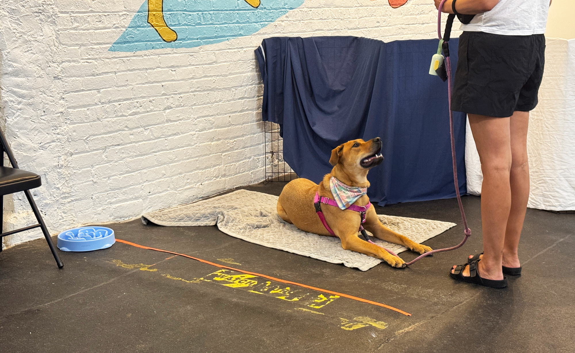 Dog practicing a down stay in obedience class