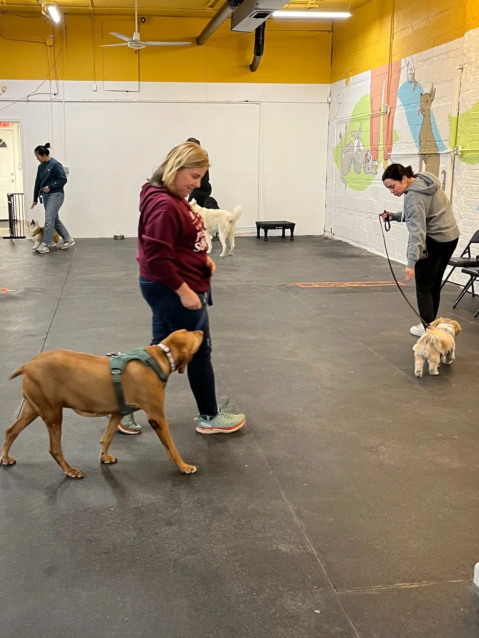 Chicago dogs learning to heel in obedience class