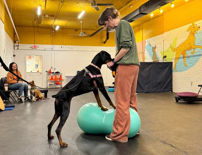 Dog fitness training class in Chicago building strength and coordination
