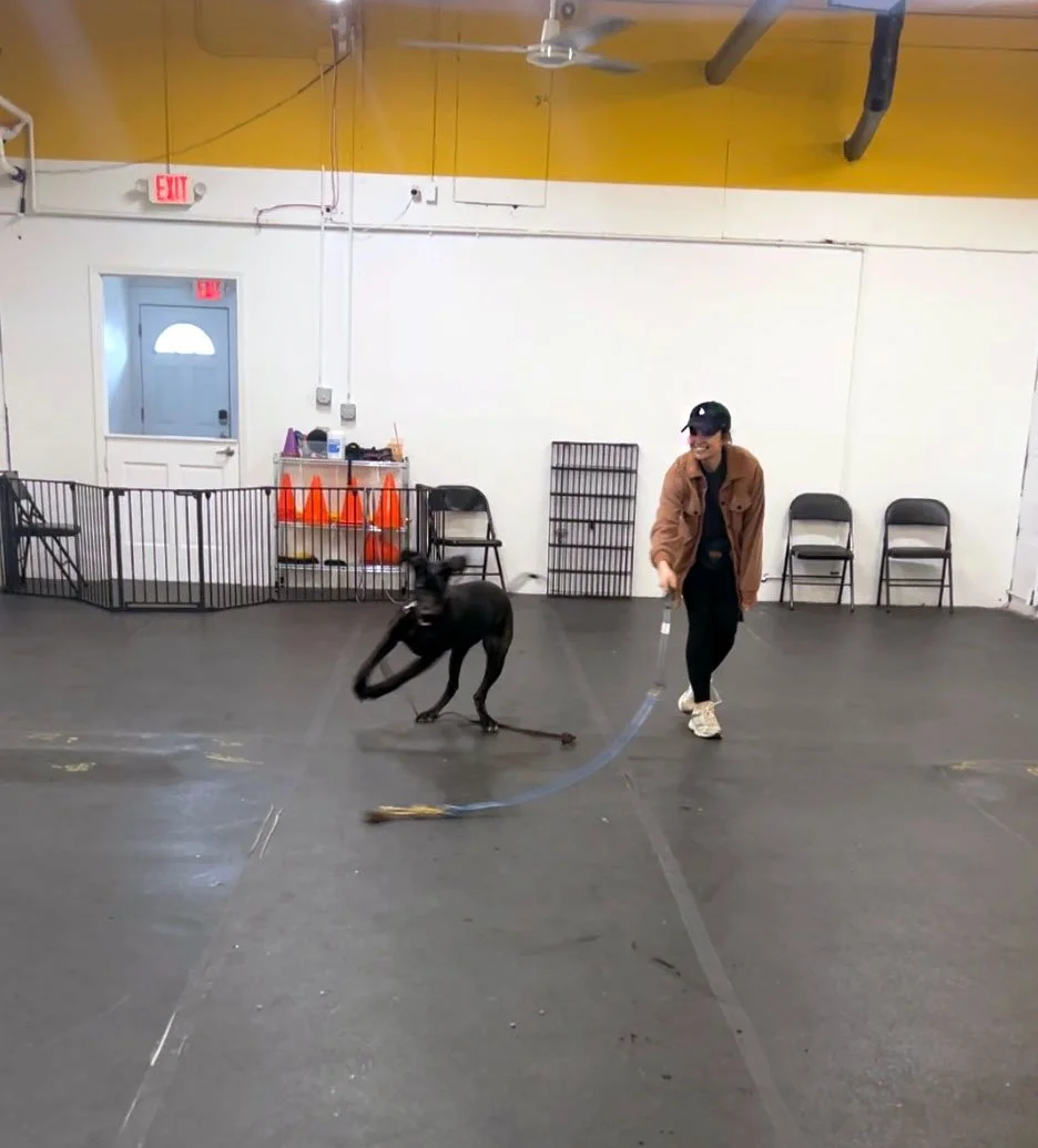 Dog trainer using a flirt pole to work on prey drive during training in Chicago