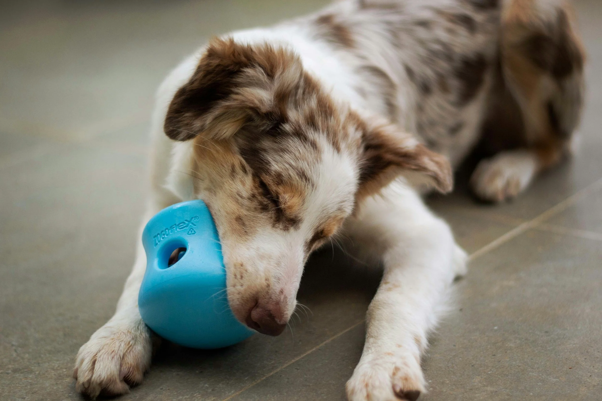 Dog using a food enrichment toy to promote calm behavior.