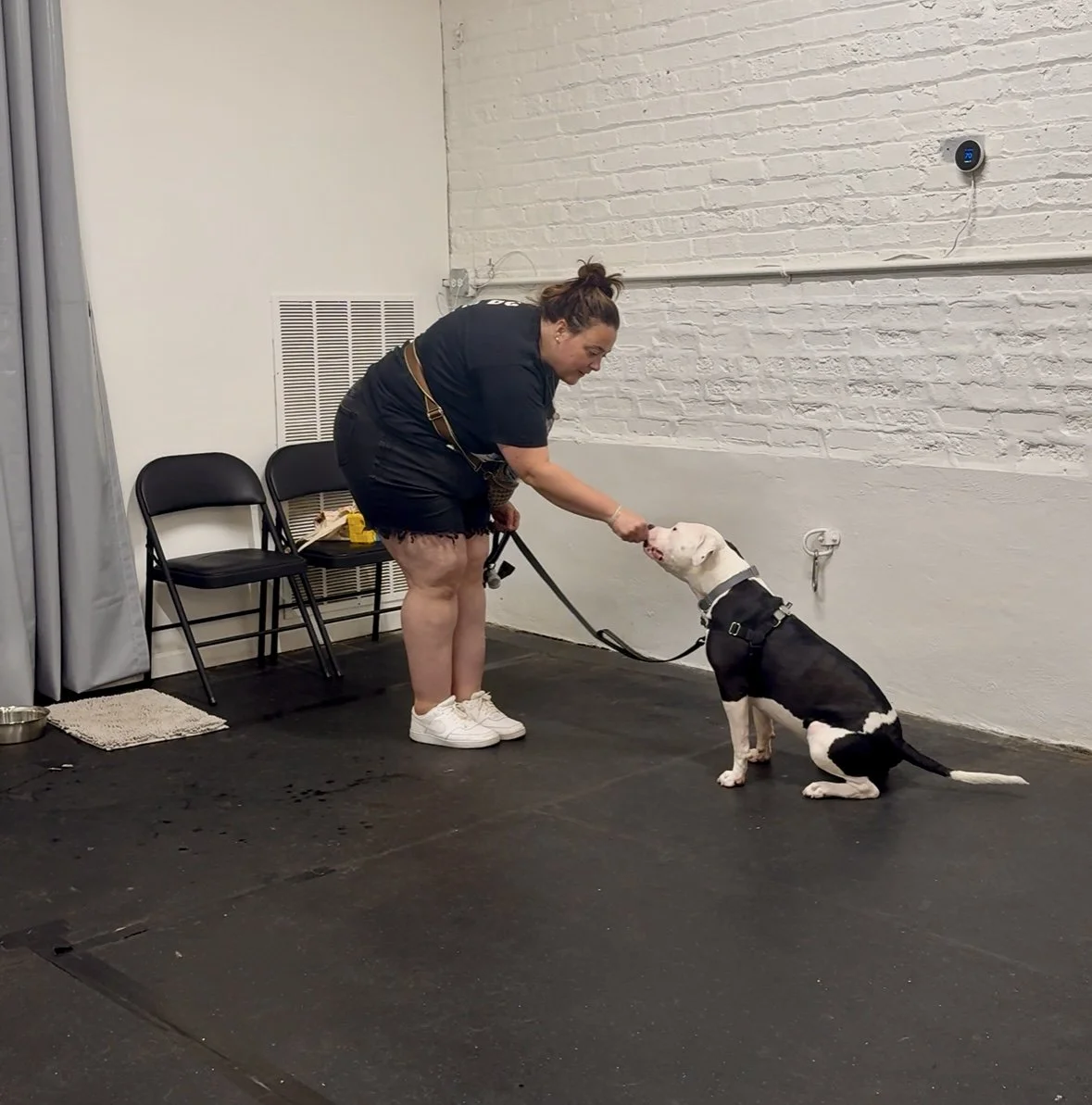 A trainer rewarding a black and white dog for a polite 'sit' during a foundational obedience group class.