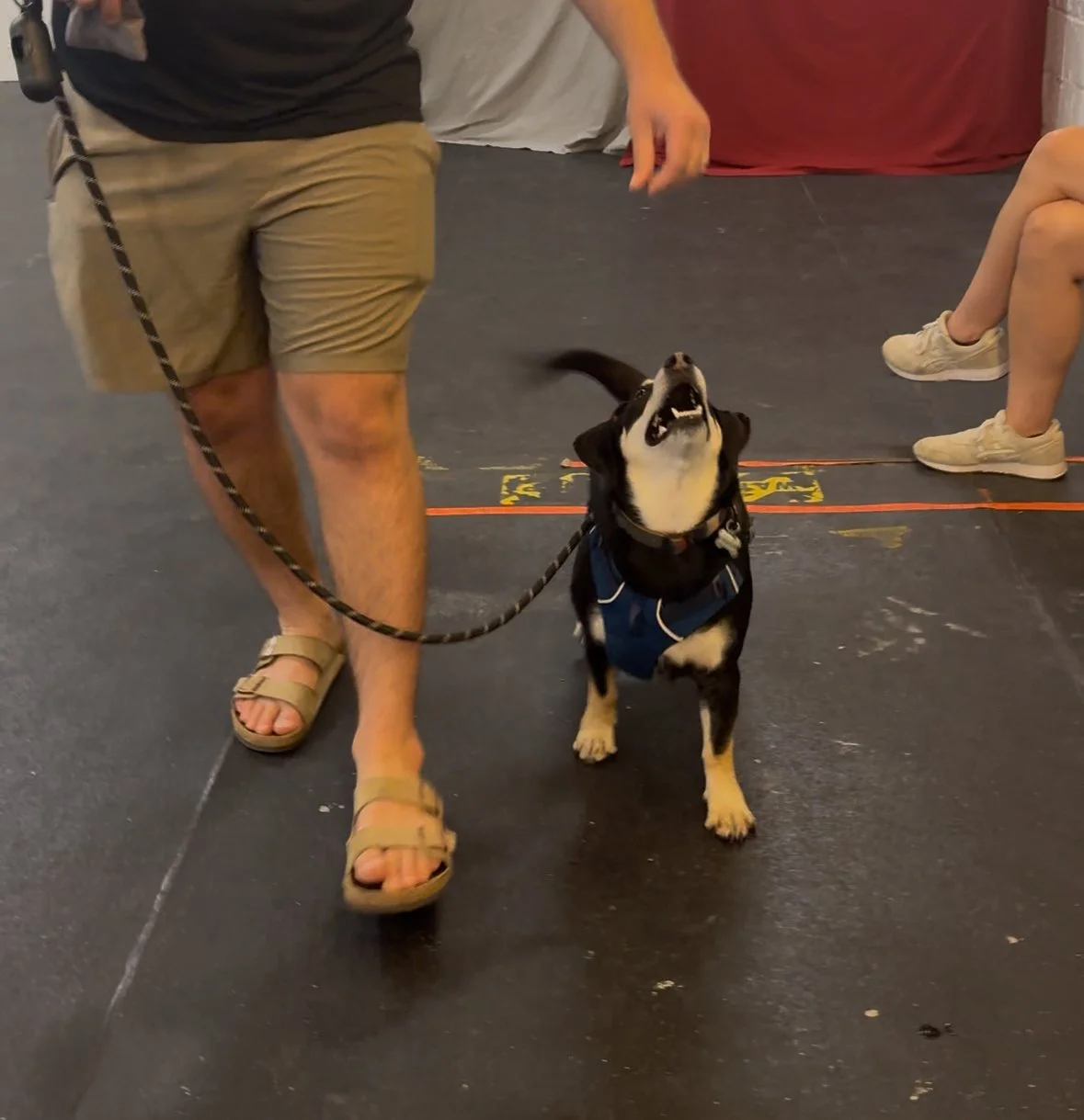 Dog practicing obedience training in Chicago group class