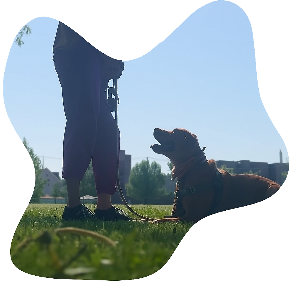 Dog taking outdoor break during structured training day in Chicago