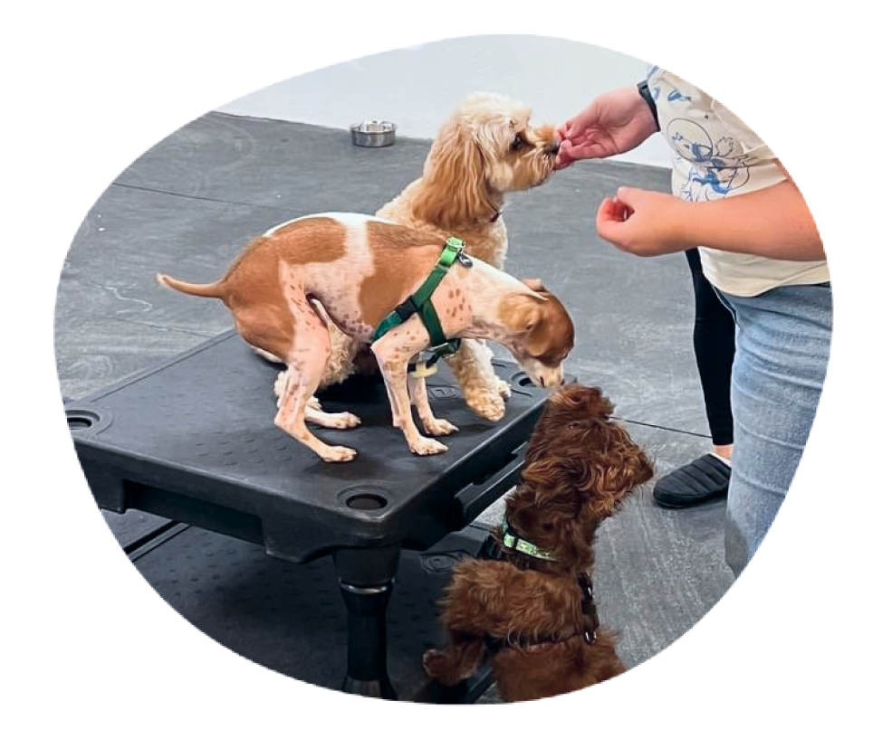 Small dogs interacting on a training platform during a trainer-led socialization playgroup.