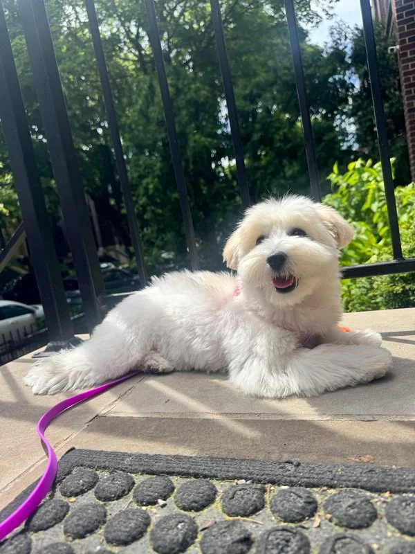 Young puppy calmly watching people and dogs from a neighborhood porch during a puppy socialization outing in Chicago.