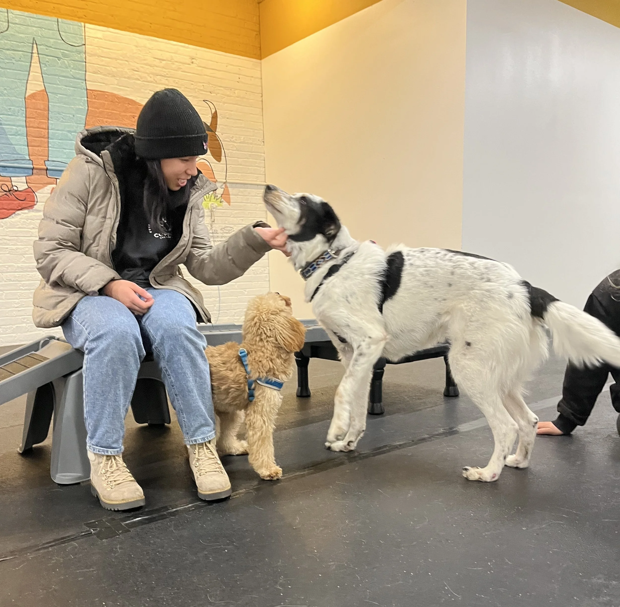 Trainer giving pets to dogs during drop-off training