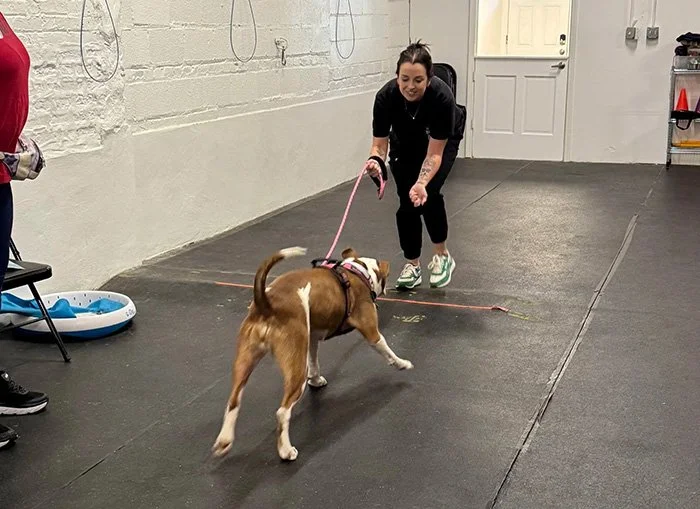 Advanced dog training class in Chicago practicing off leash skills