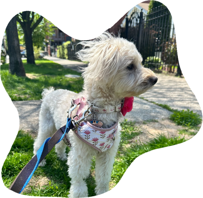 A small white dog on a leash practicing outdoor skills during an in-home day training program.