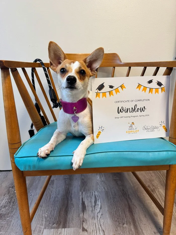 Adolescent dog practicing relaxation skills at drop off training in Chicago