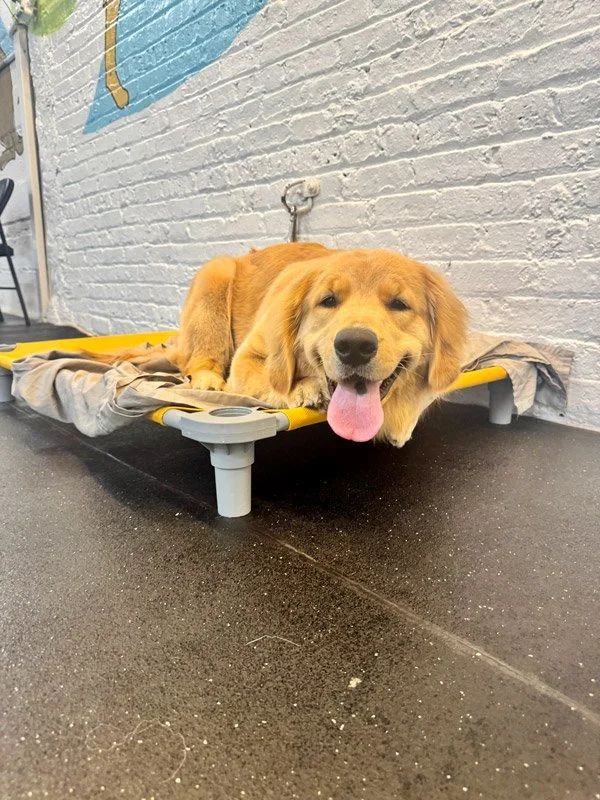 Golden retriever practicing place command on cot at Chicago drop-off dog training facility