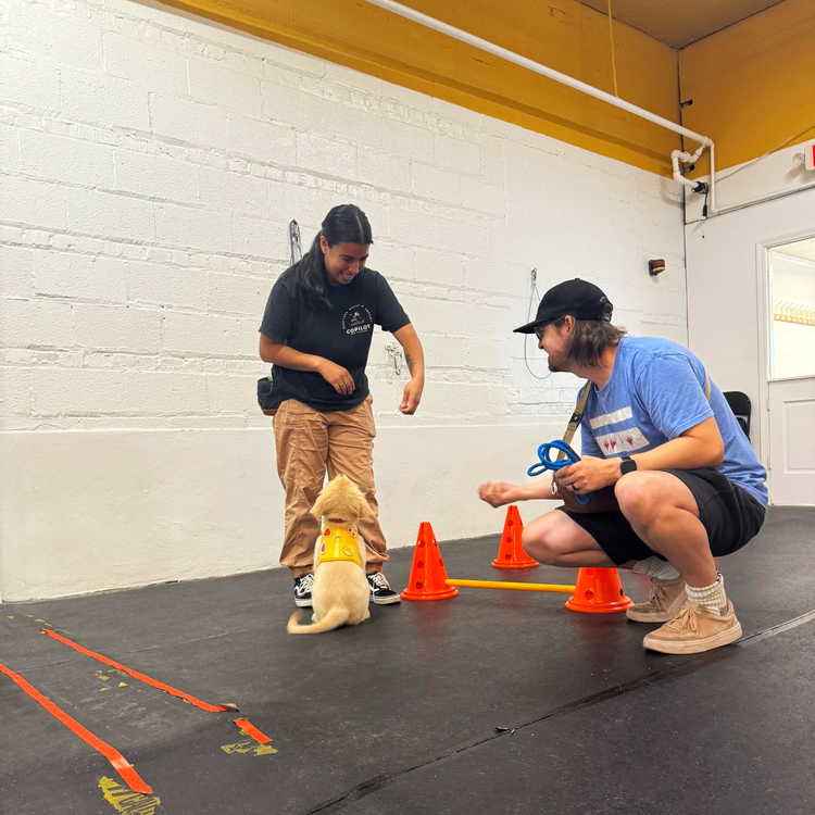 Puppy working with trainers during an early socialization exercise in Chicago.