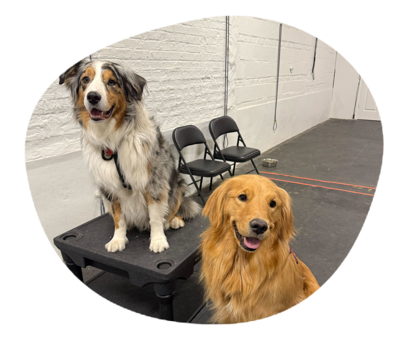 Dogs practicing training together in supervised group setting in Chicago