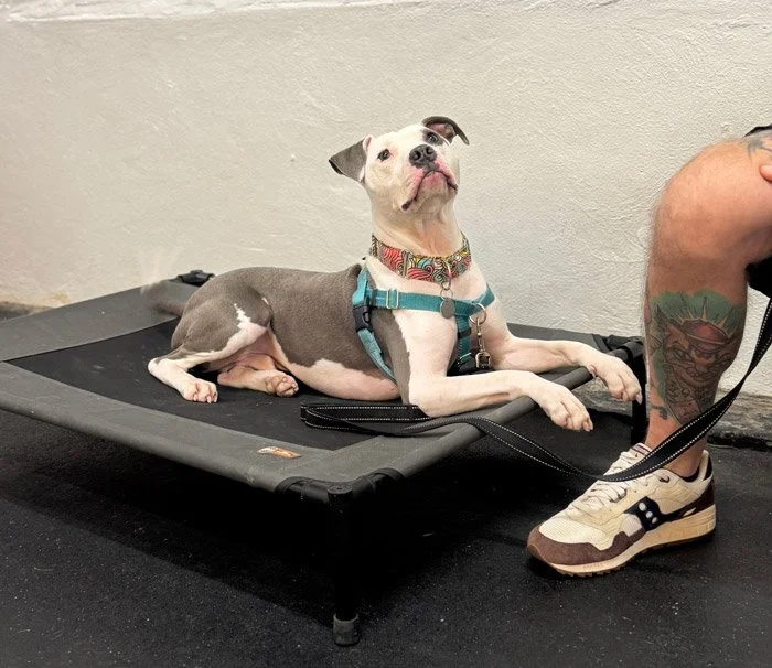 Intermediate dog training class in Chicago working on advanced skills