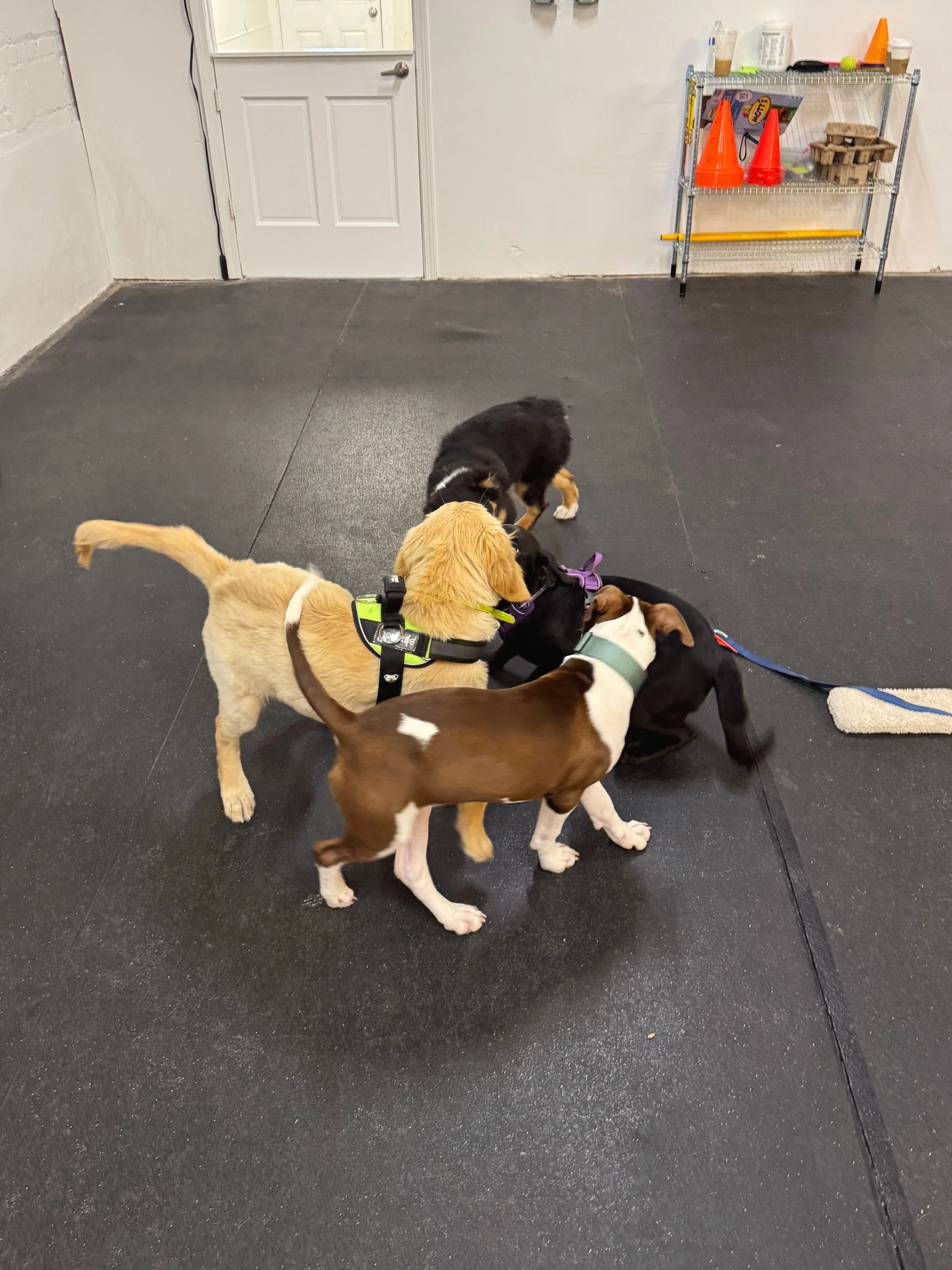 breeder dogs socializing and playing in group class