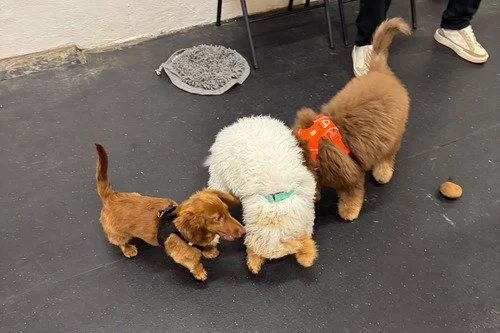 Puppies practicing calm socialization with other dogs in class.