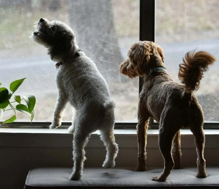 Two small dogs looking out a window while barking during a behavior training session.