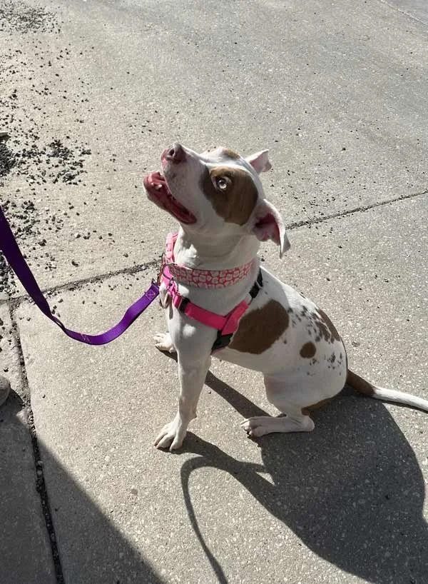 Pitbull learning loose-leash walking skills on a sidewalk during a training session.