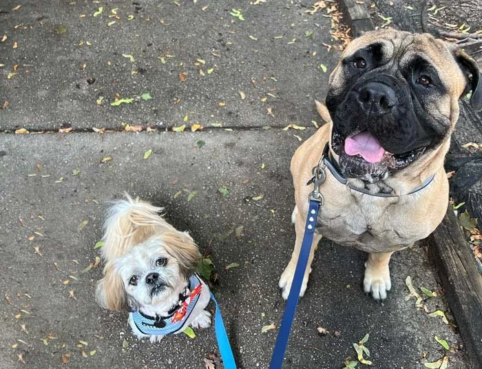 Two dogs during a multi-dog household training session focused on calm behavior.