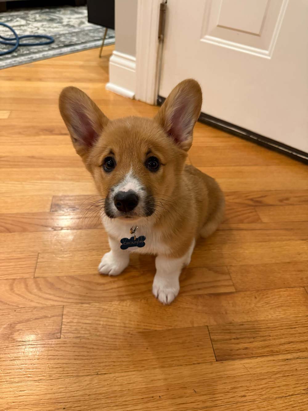 Small corgi puppy sitting indoors during early puppy training session in Chicago.