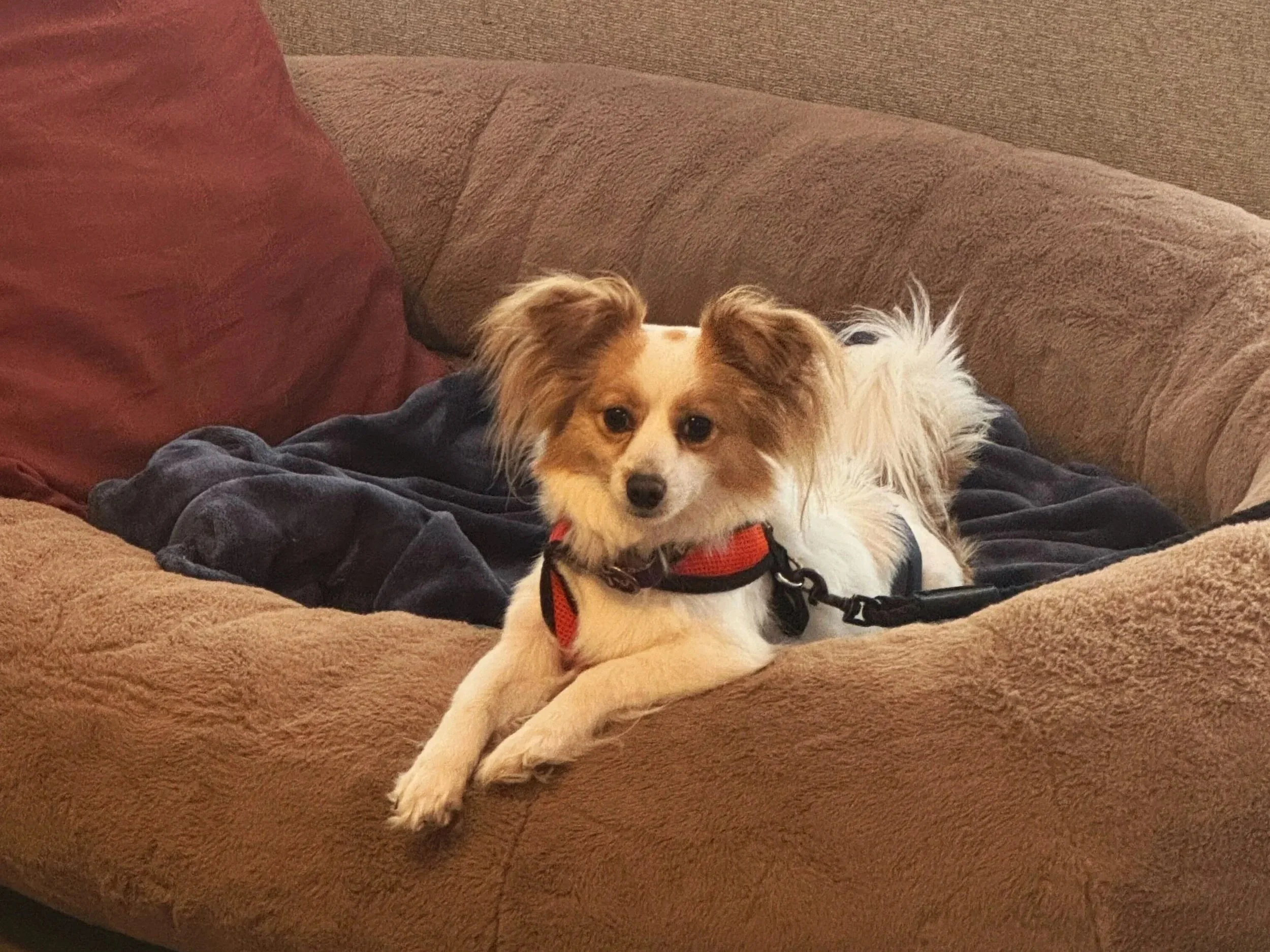 Rescue dog settling into a home environment while working on basic training