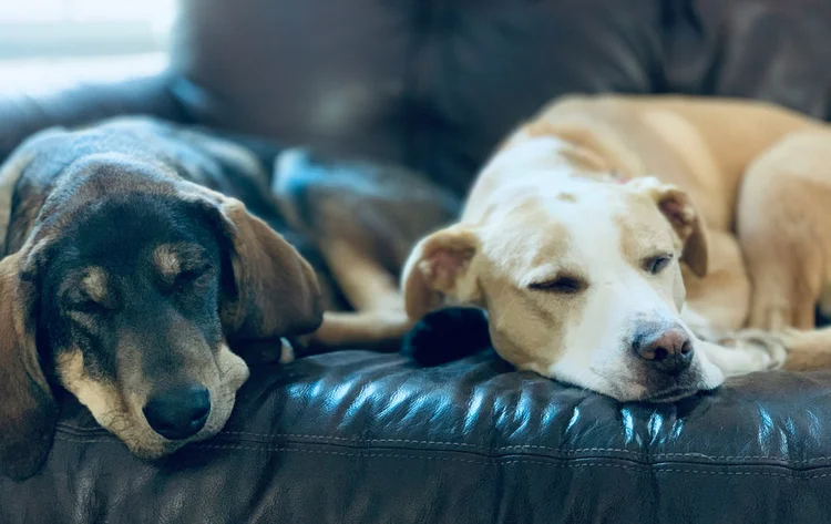 Can Two Dogs Who Fought Ever Live Together Again? — Copilot Dog Training