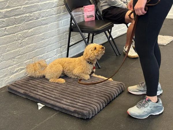 Dog training class in Chicago focused on calm behavior and relaxation