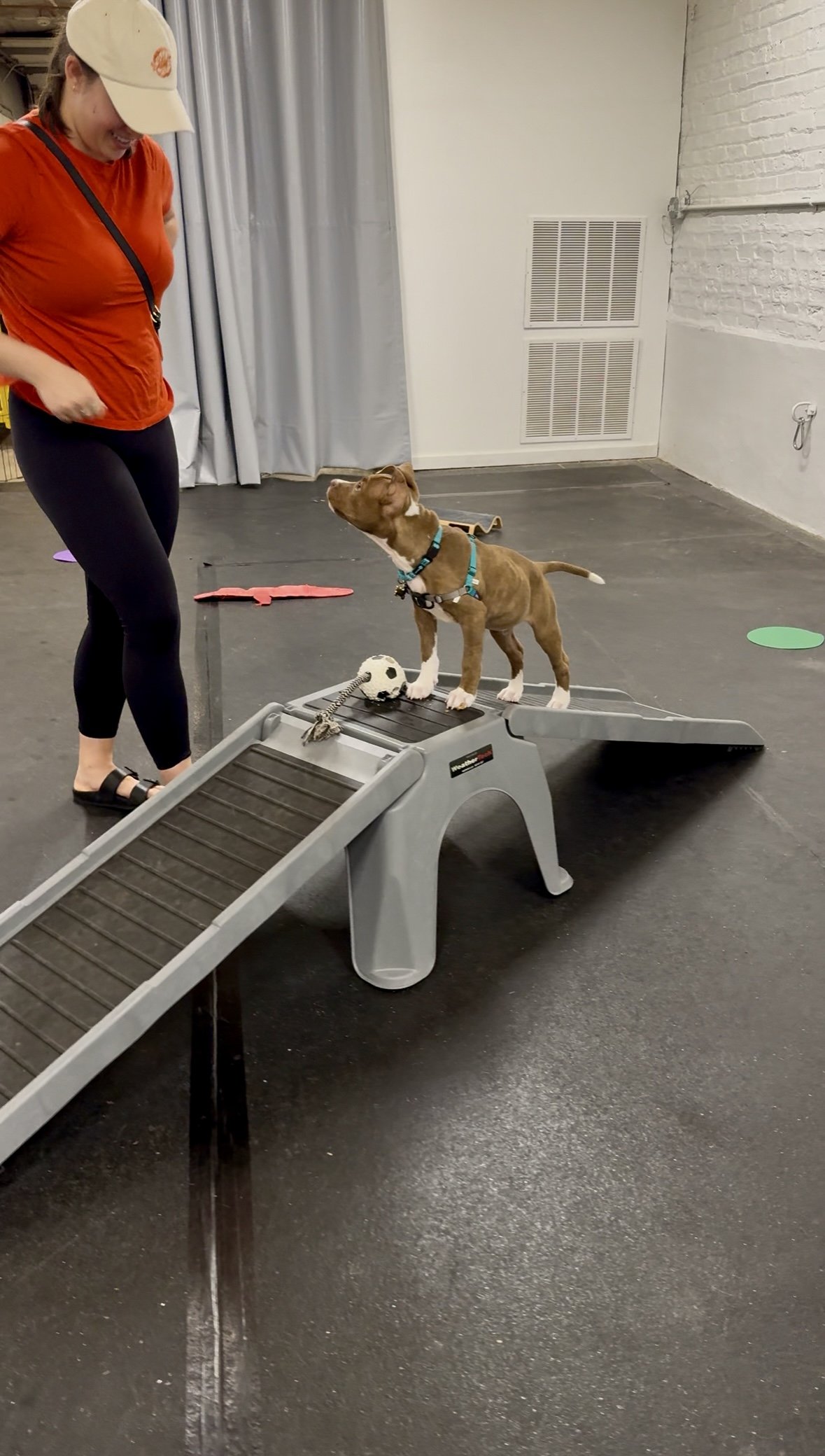 A woman and a puppy dog on an indoor dog training ramp. The woman is wearing a tan cap and orange shirt, while the puppy is standing on the ramp with a soccer ball toy nearby.