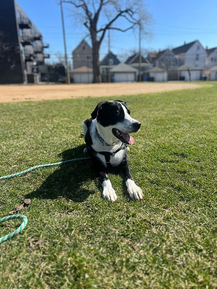 Reactive dog training session in Chicago working with distance and focus