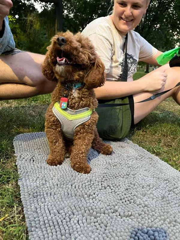 Anxious dog sitting calmly outside during confidence-building training session.