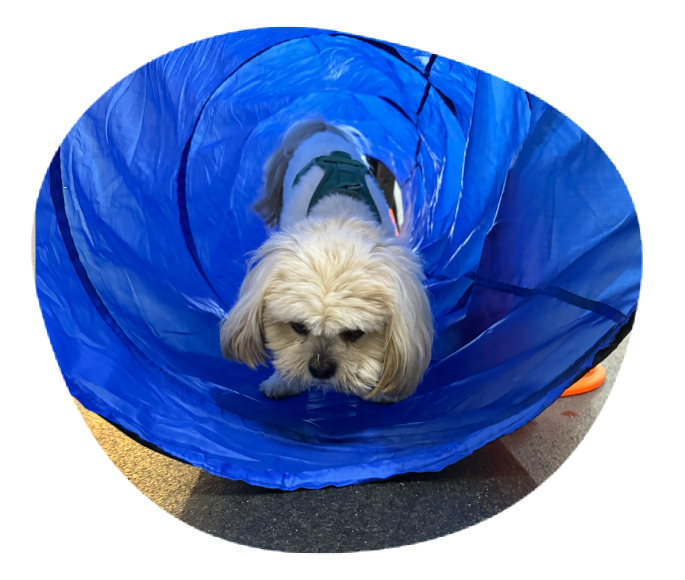 Dog building confidence using training tunnel during dog training in Chicago
