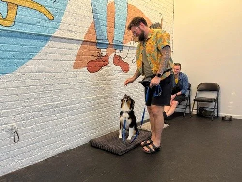 Young dog working with a trainer during Puppy 2 class in Chicago