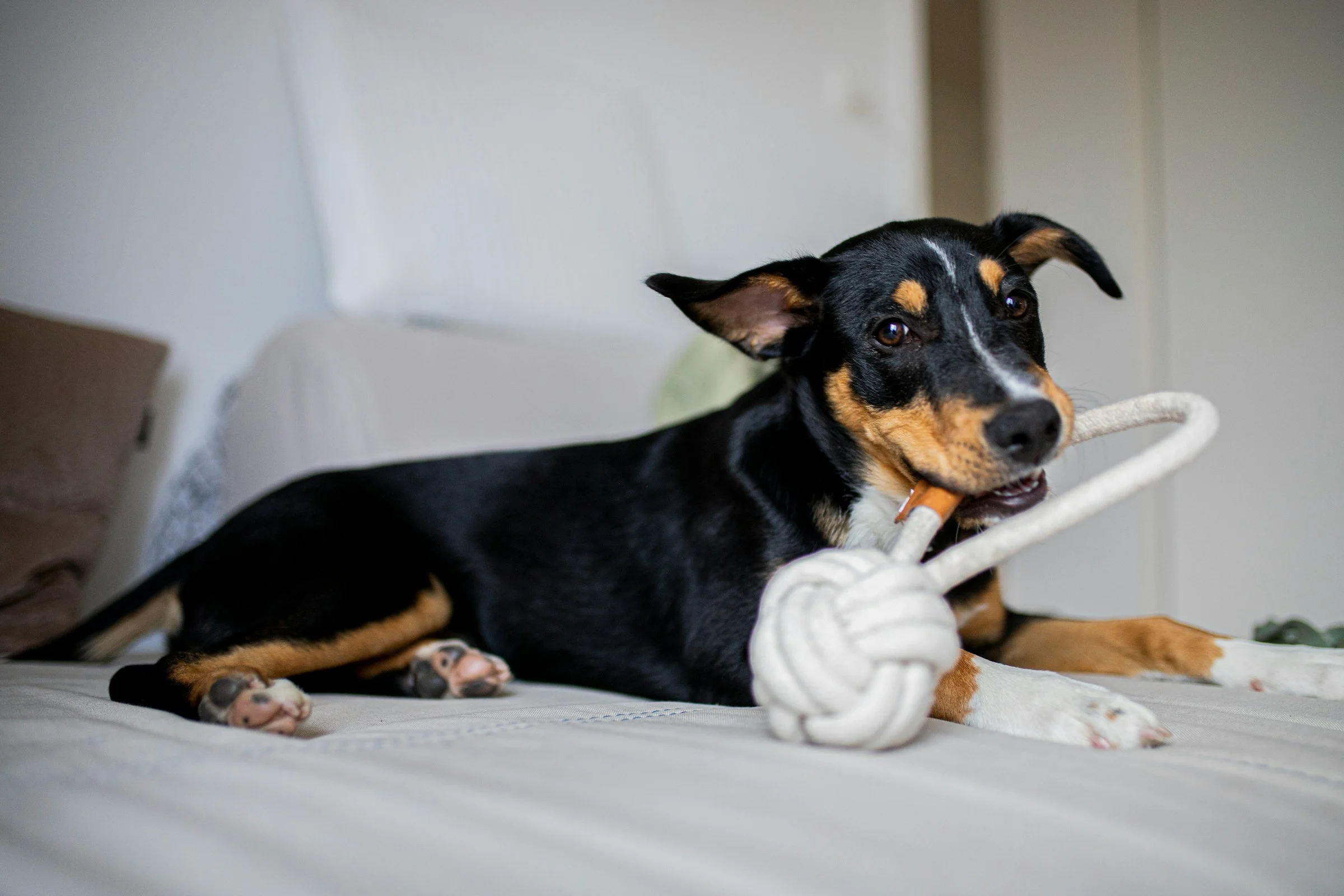 Dog lying on a bed during resource guarding training to build security and confidence.