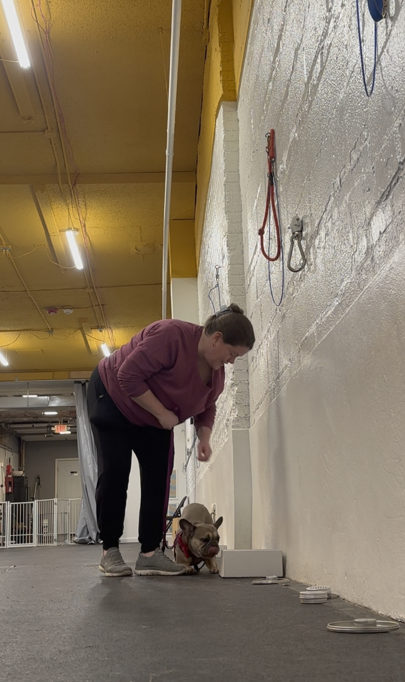 Dog handler rewarding their dog after successfully finding a hidden scent target