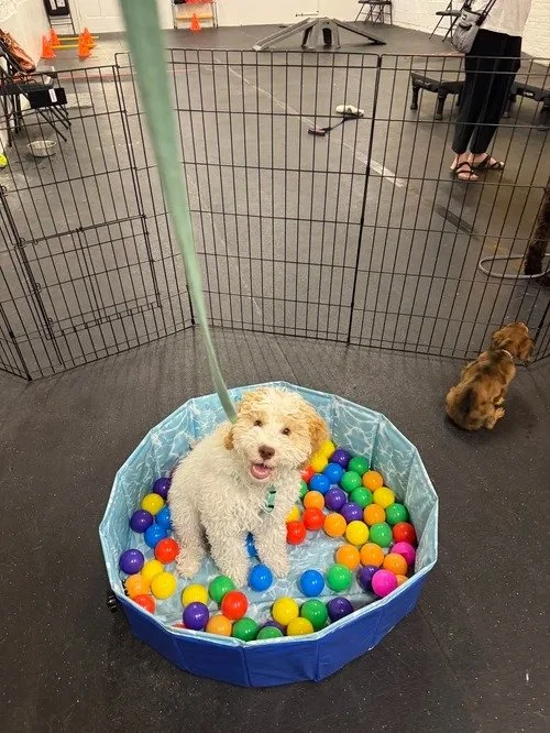 Puppy sitting in a ball pit during Puppy 1 class in Chicago