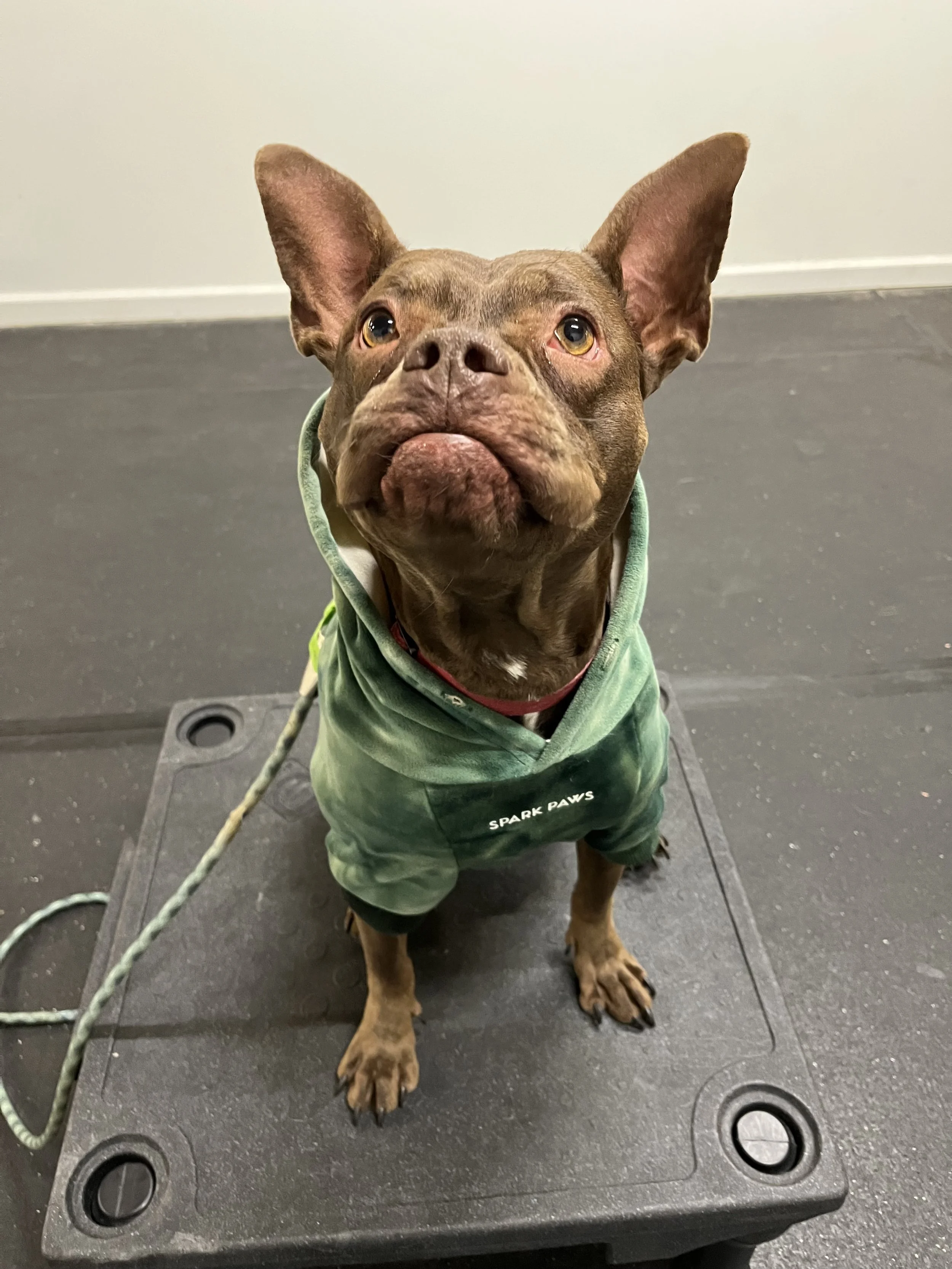 A brown French Bulldog wearing a green hoodie sitting on a black grooming table indoors.