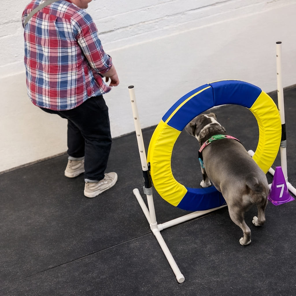 Agility class in chicago