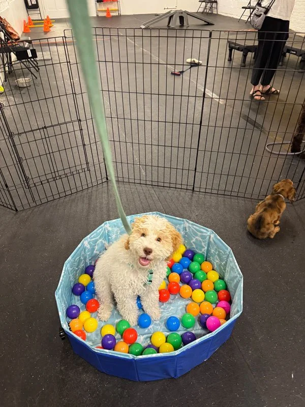 Puppy training class in Chicago learning basic skills