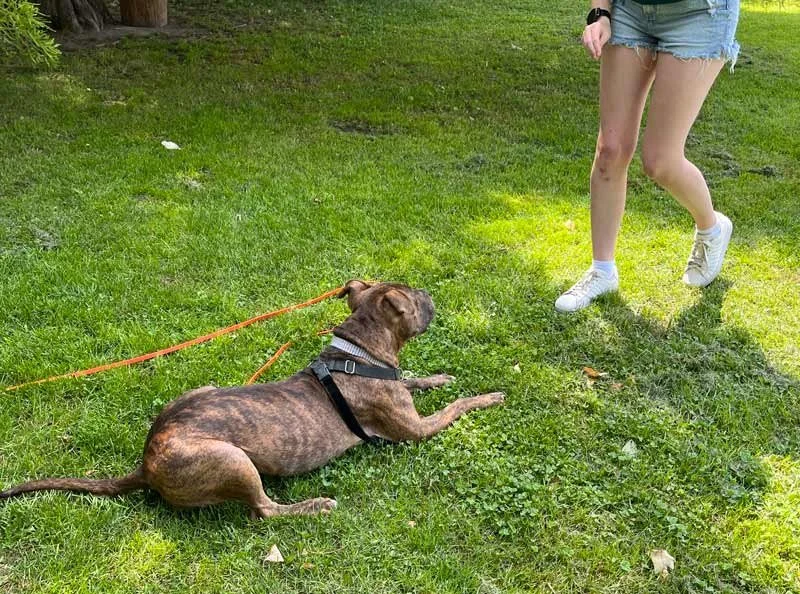 Positive reinforcement dog training session in Lakeview Chicago