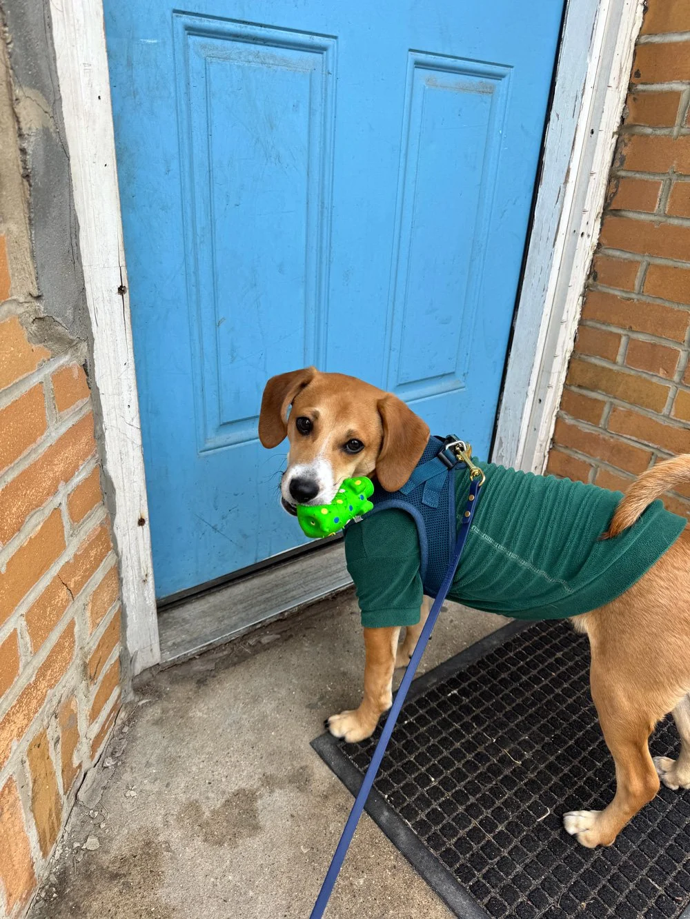 Puppy on leash during drop-off dog training program in Chicago