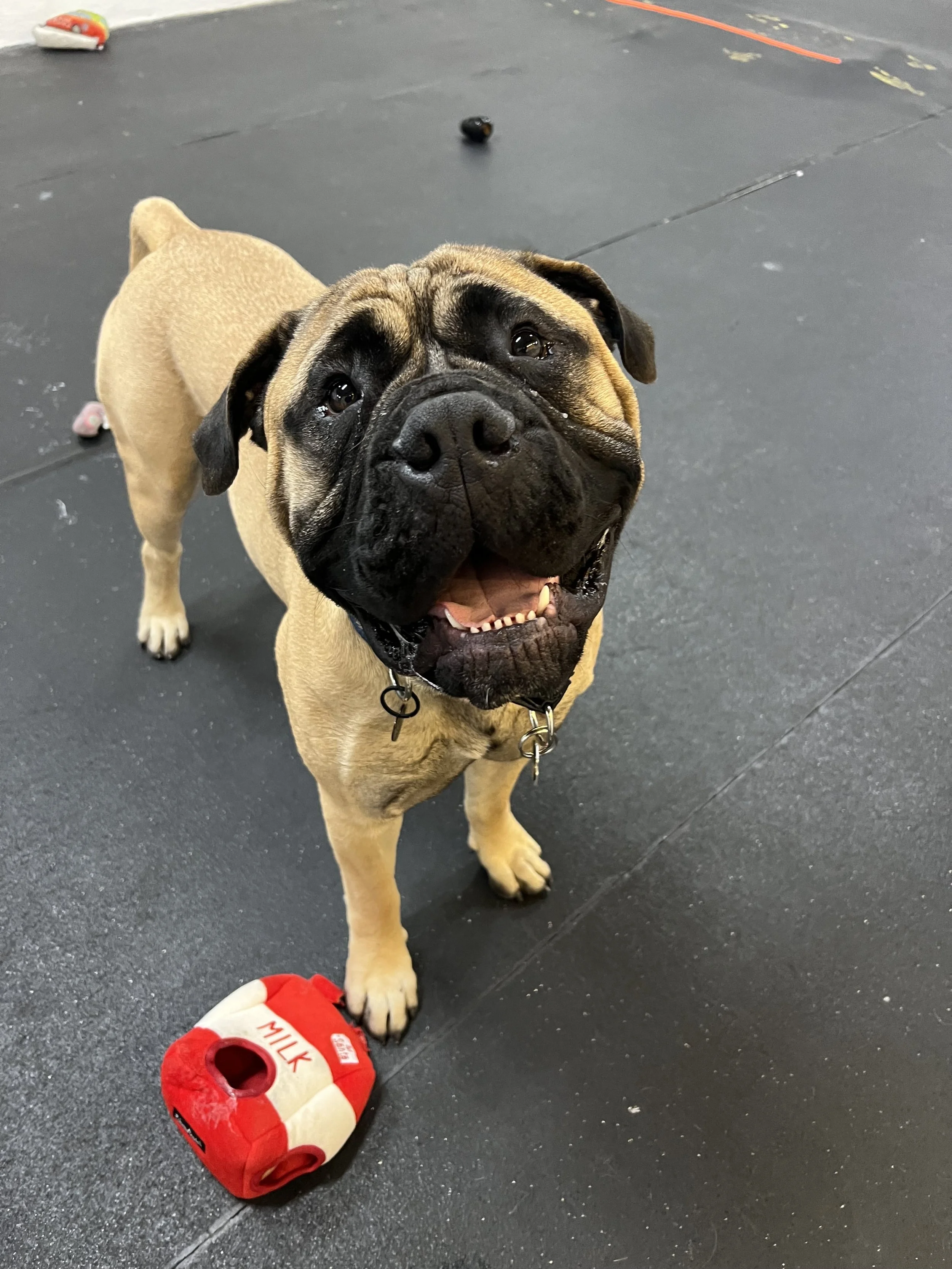 A happy English Bulldog with a wide smile, standing on a black rubber gym floor next to a red and white plush toy shaped like a milk carton.