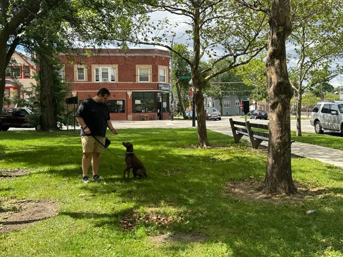 Group dog training class outdoors in Chicago practicing around distractions