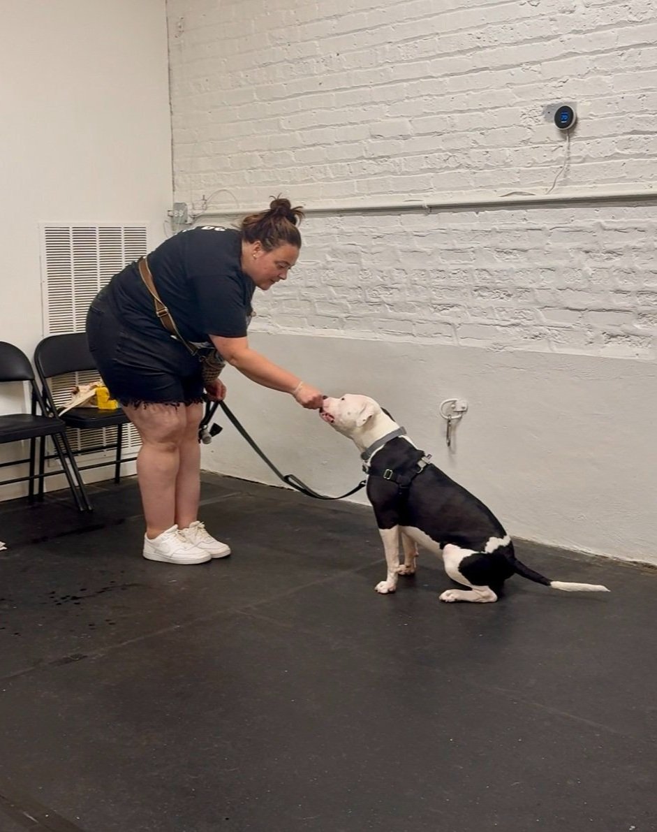 A woman with dark hair tied in a bun, wearing a black shirt, shorts, and white sneakers, is bent over and gently biting the nose of a large black and white dog sitting on a black floor, inside a room with white brick walls and chairs in the background.