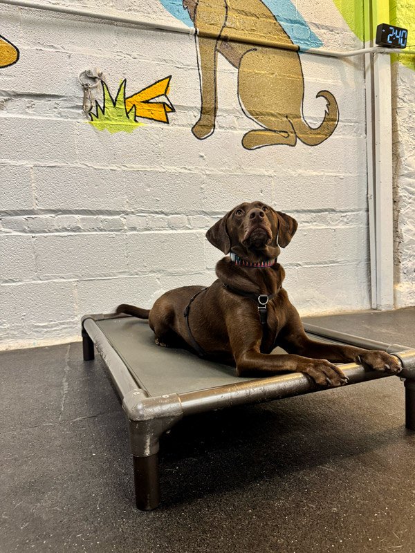 Adolescent dog practicing obedience skills during drop off training in Chicago