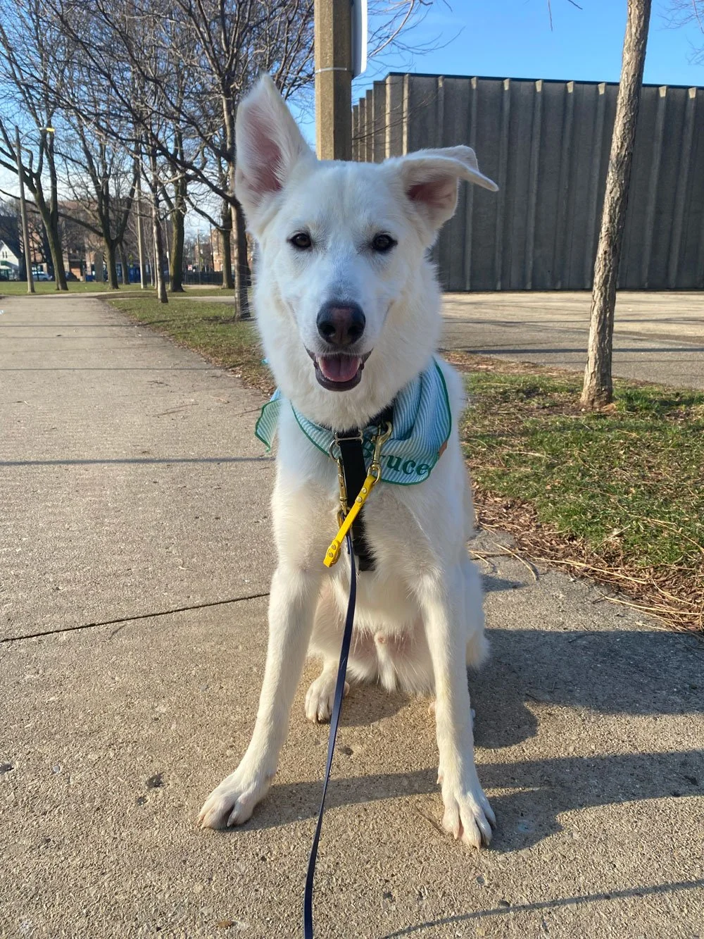 Dog practicing sit stay during drop-off dog training walk in Chicago