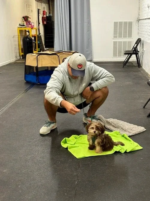 Puppy practicing calm interaction with a new person during class