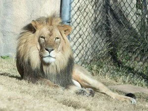 lion-with-oil-painting-filter.jpg