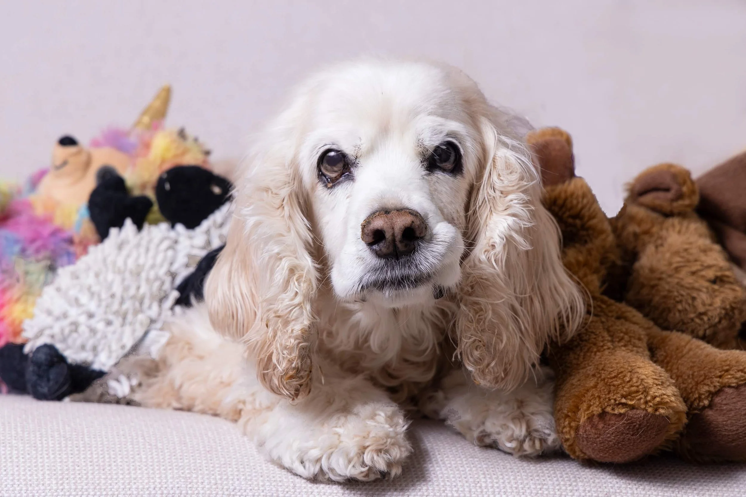 When Time Becomes Precious: End-of-Life Photography for Your Dog