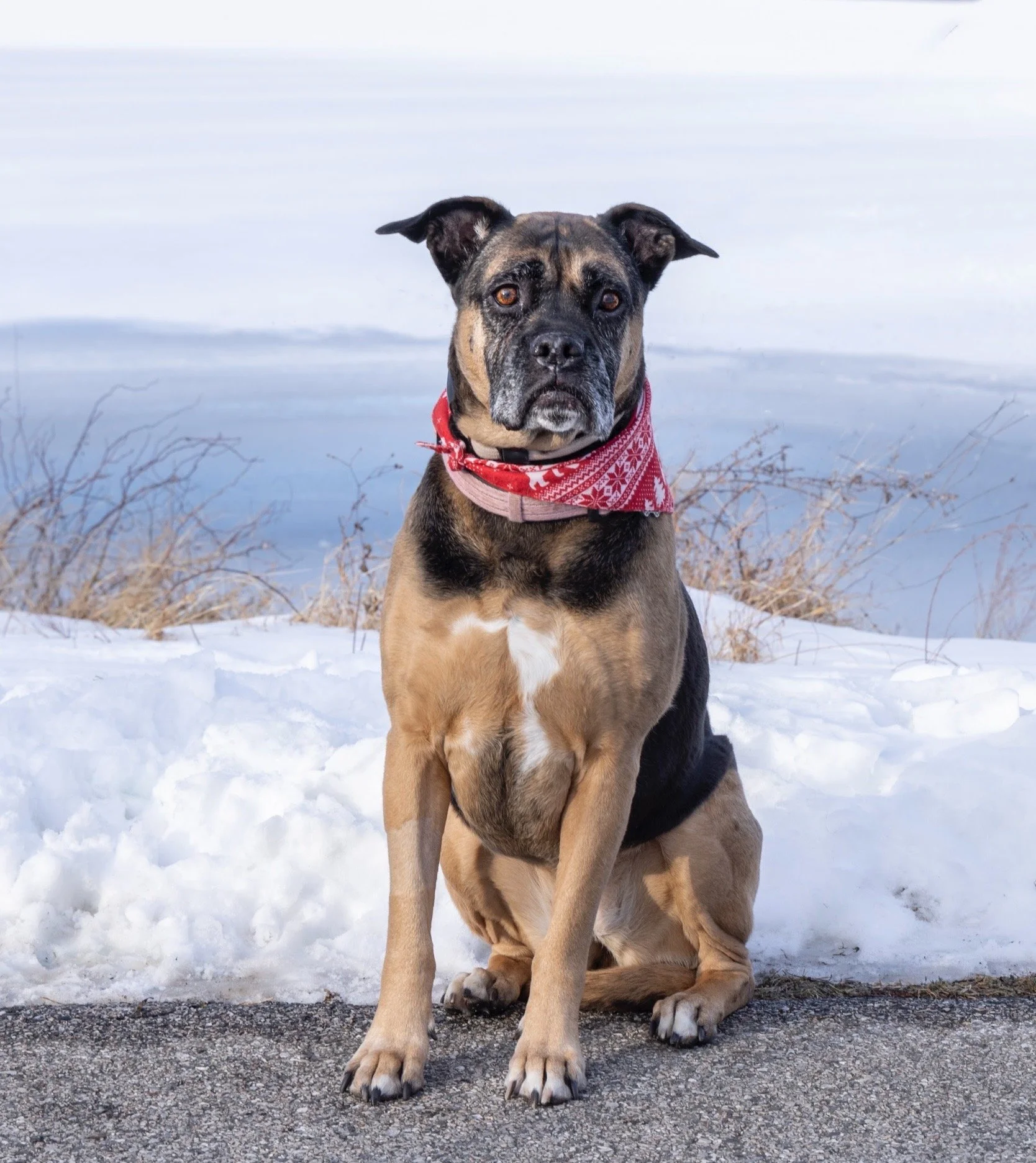 A 12 Step Plan for Helping Your Dog Adjust during a Move